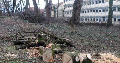 Brutális fakivágás a Mikó-kertben