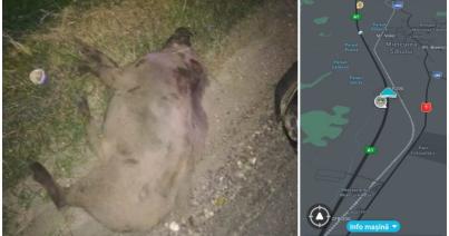 Vaddisznókat gázoltak el a Szászváros–Szeben és a Bukarest–Pitești autópályán