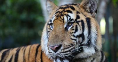 Rekordot jelentő csaknem 1300 kilométert tett már meg egy tigris Indiában