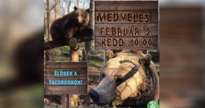 Előbújtak a medvék a Szegedi Vadasparkban