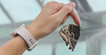 Élménypedagógia a botanikuskertben a lepkék csodálatos életéről